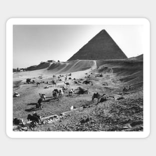 Camels Waiting in Front of Egyptian Pyramids Sticker